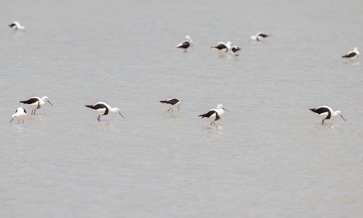 beltestylteløper - ML647094643