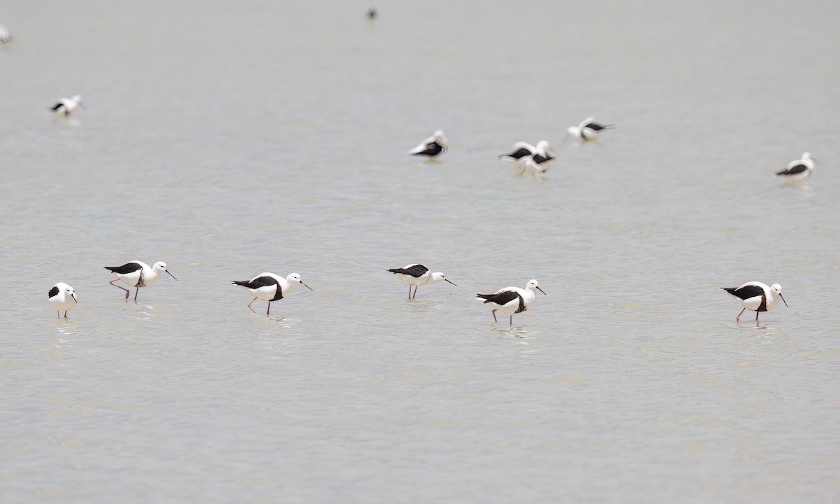 beltestylteløper - ML647094644