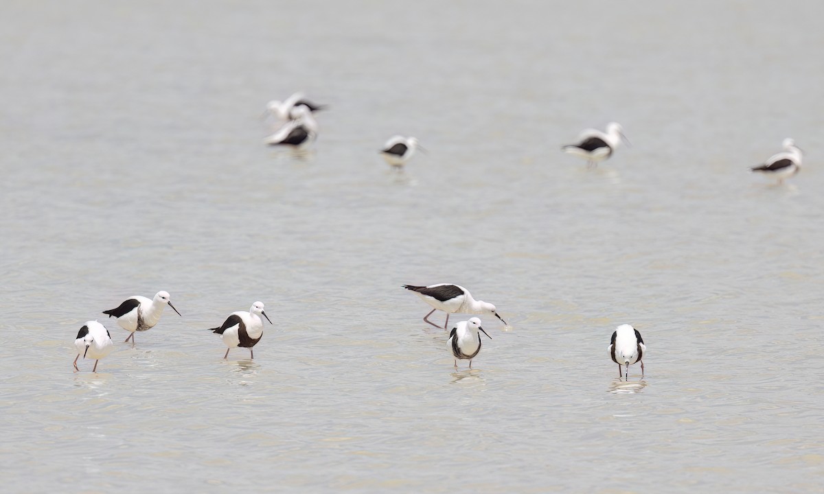 beltestylteløper - ML647094645