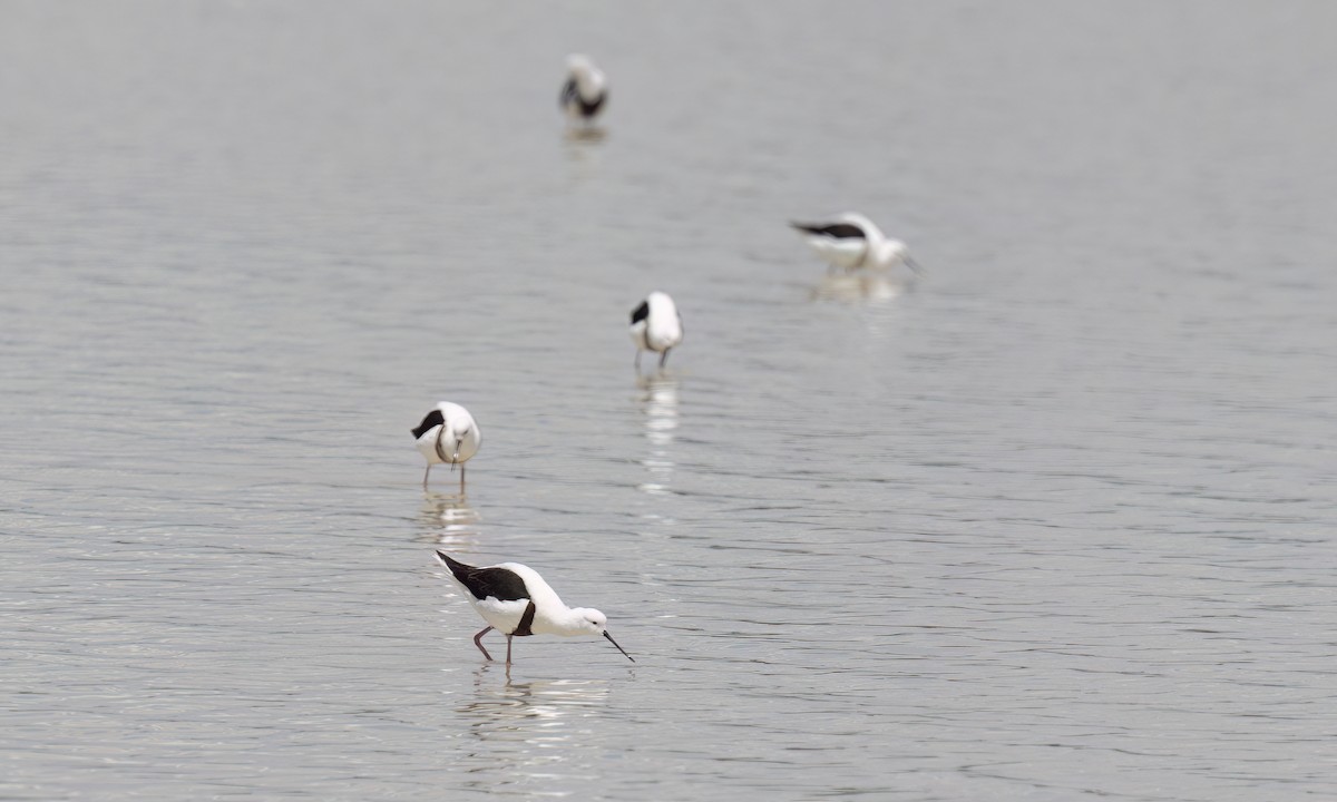 beltestylteløper - ML647094646