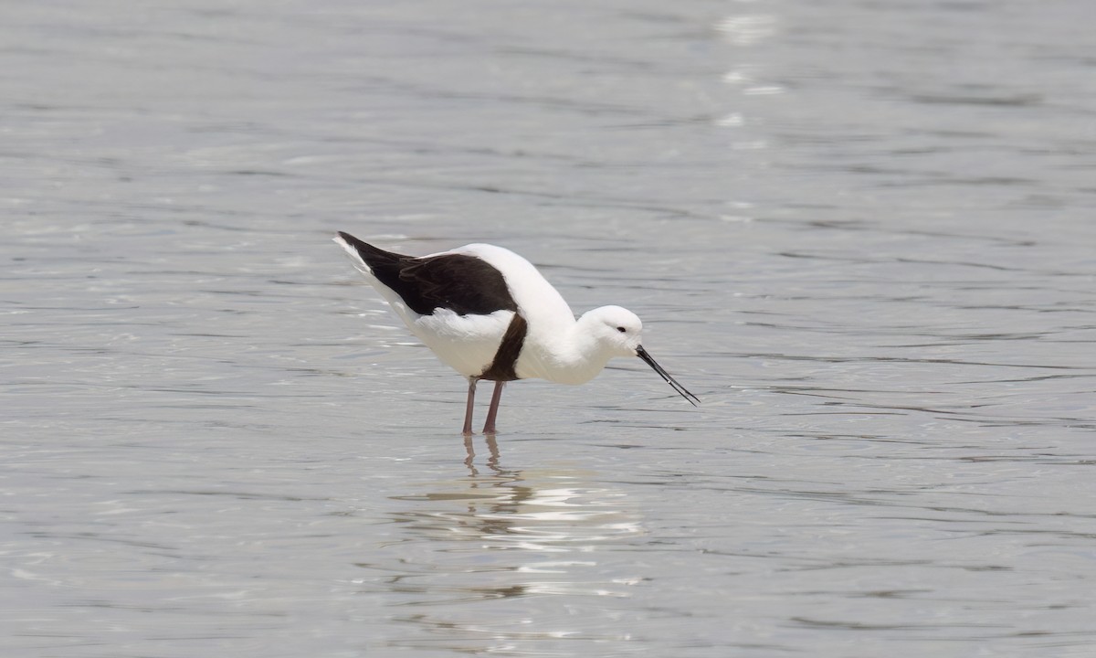 beltestylteløper - ML647094647