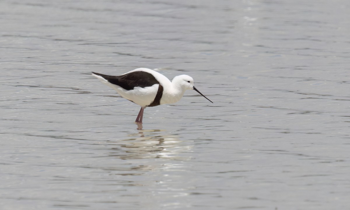 beltestylteløper - ML647094648