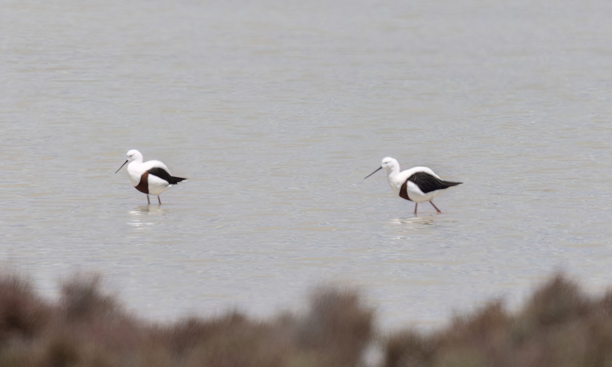 beltestylteløper - ML647094649