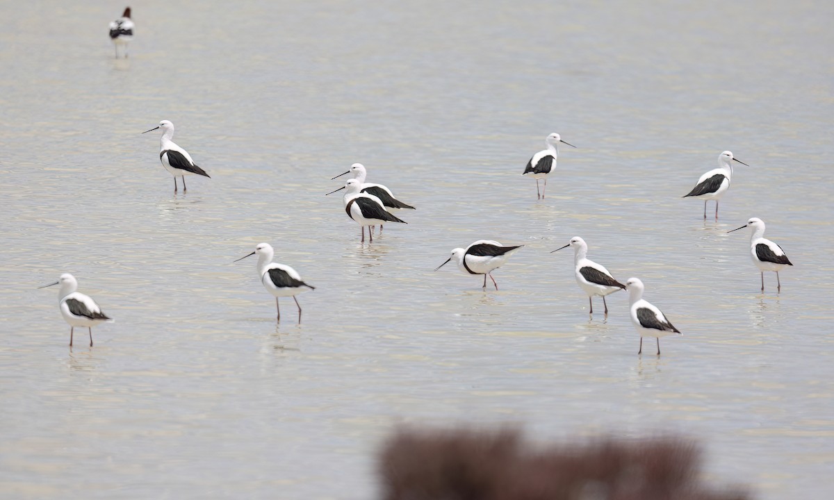 beltestylteløper - ML647094651