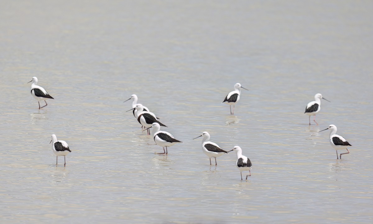 beltestylteløper - ML647094652