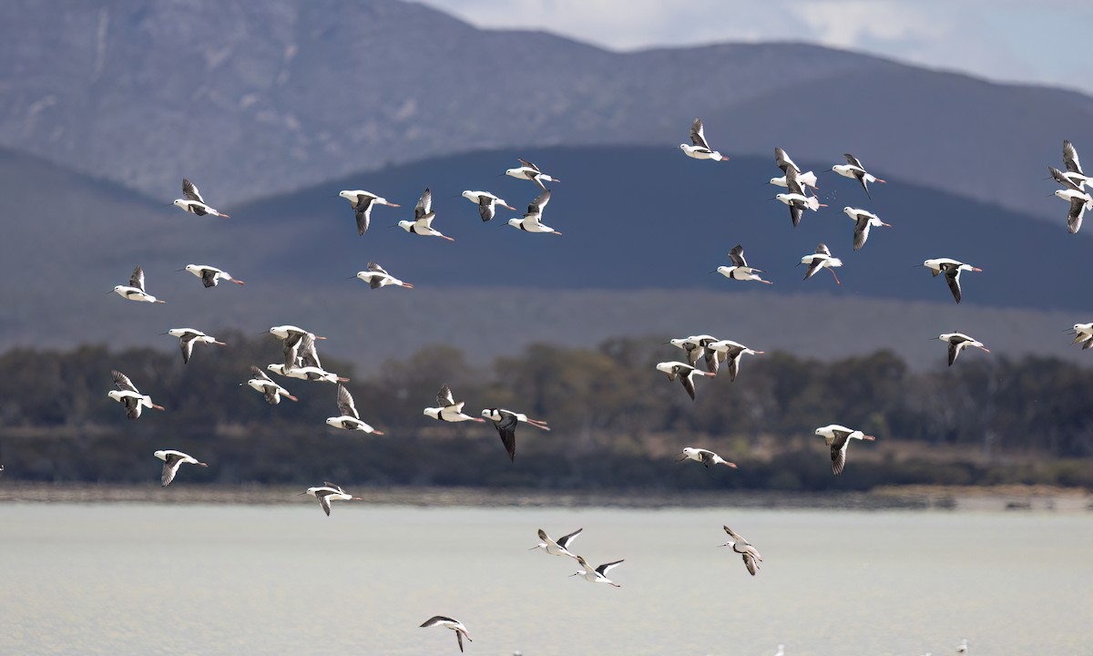 beltestylteløper - ML647094653