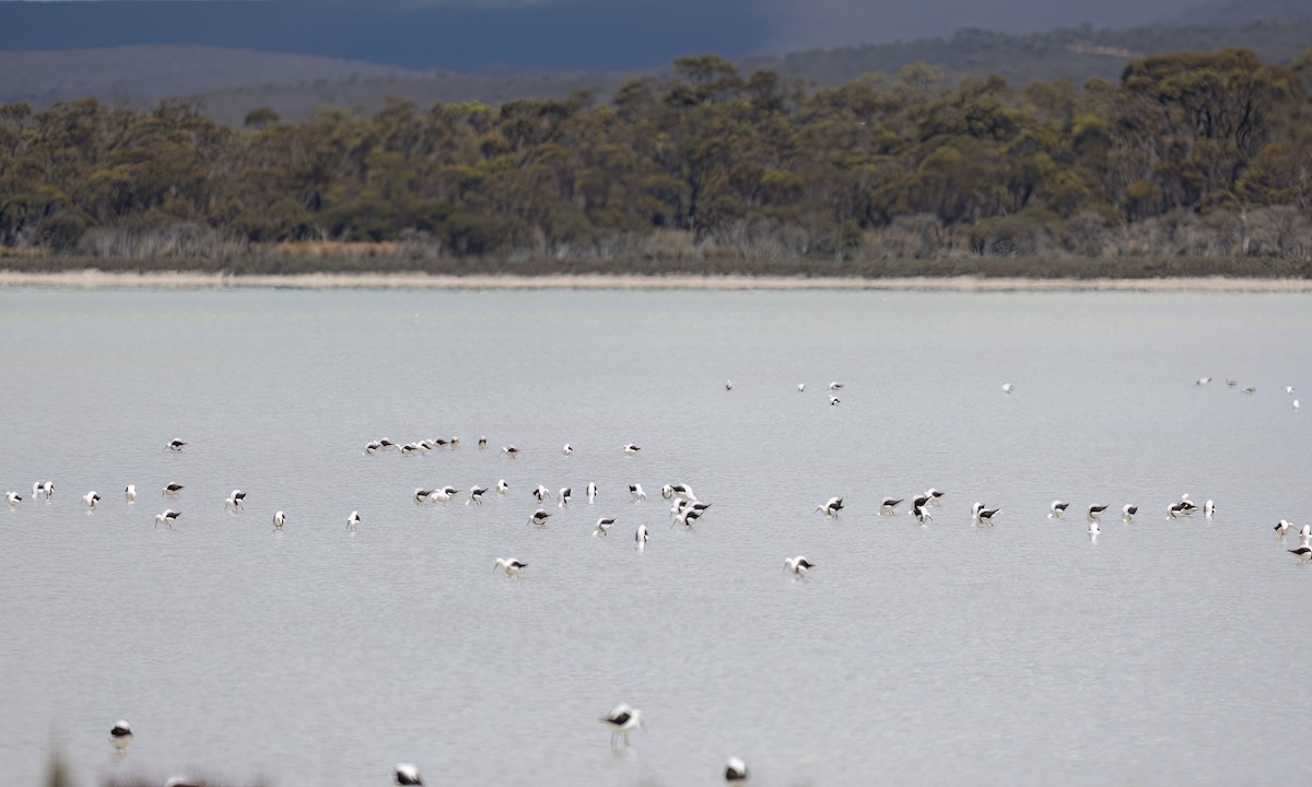 beltestylteløper - ML647094654