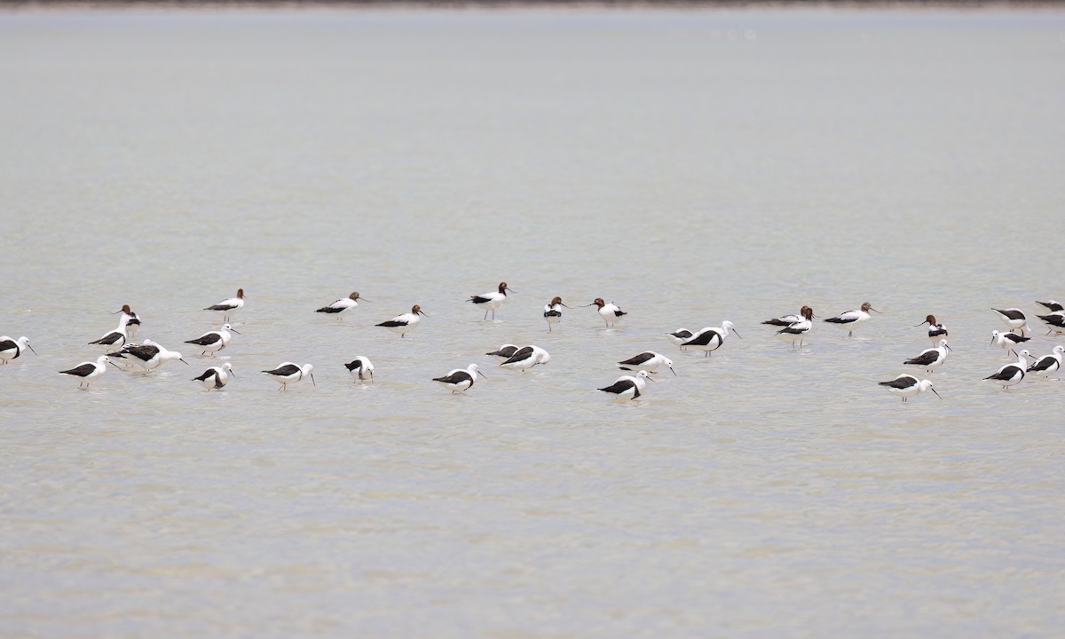 beltestylteløper - ML647094655