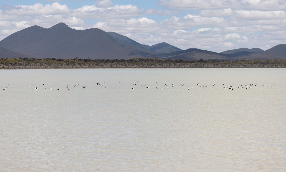 beltestylteløper - ML647094656