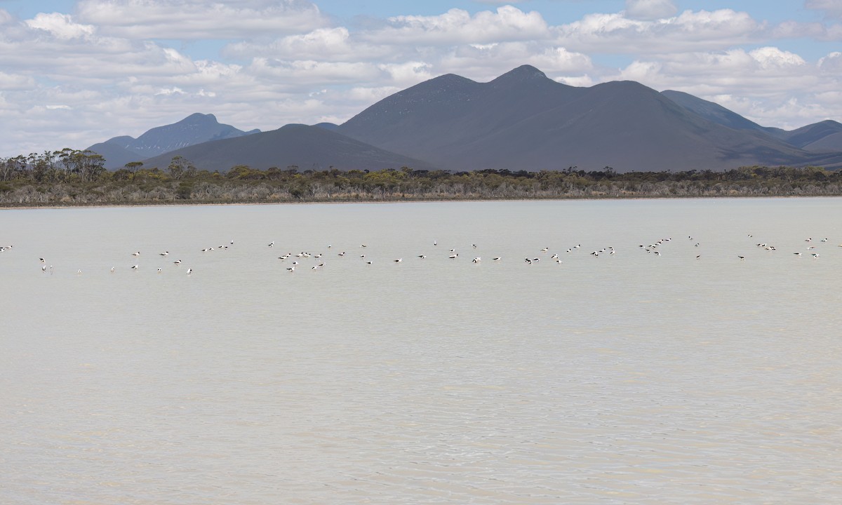 beltestylteløper - ML647094657