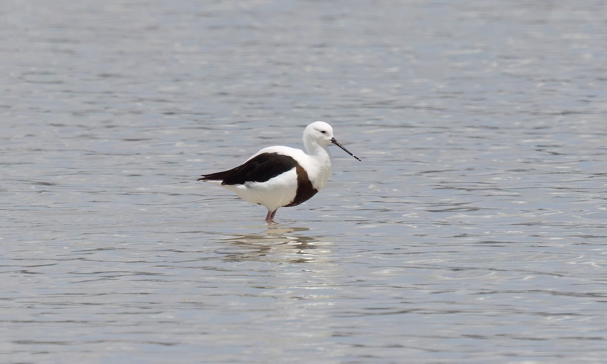 beltestylteløper - ML647094686