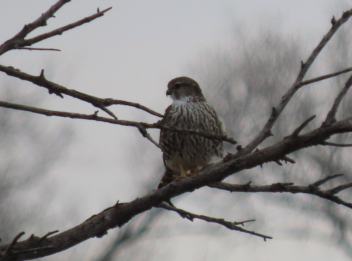 Merlin (Taiga) - ML647094691