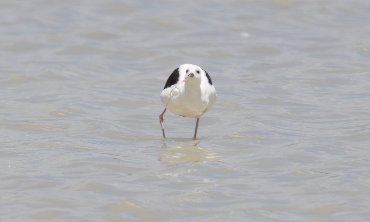 beltestylteløper - ML647094695