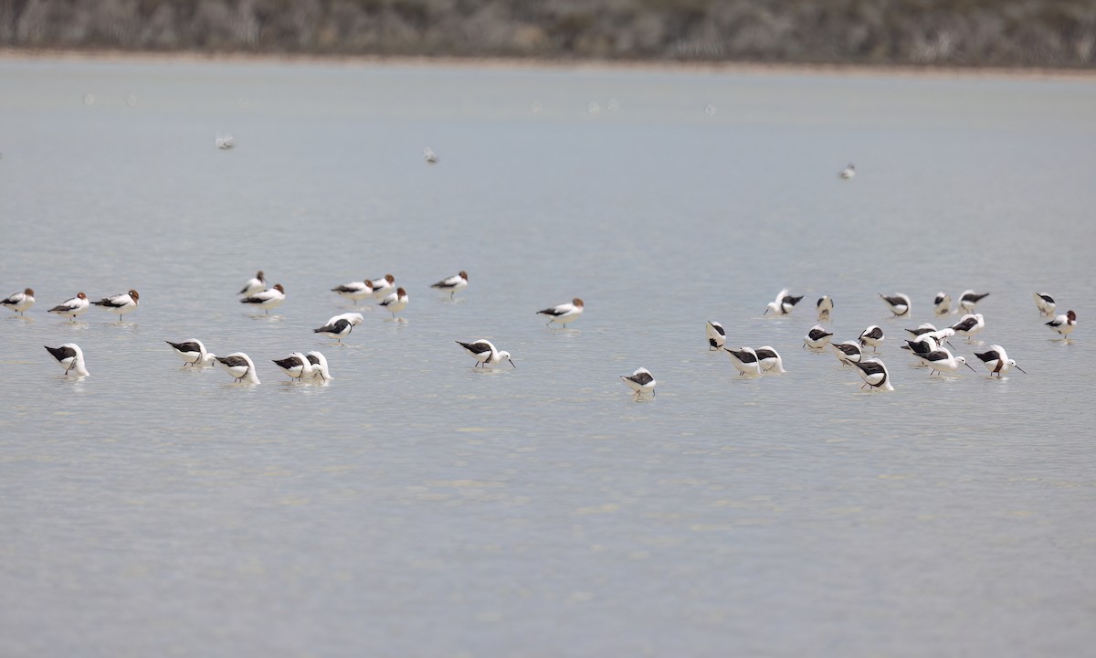 beltestylteløper - ML647094696