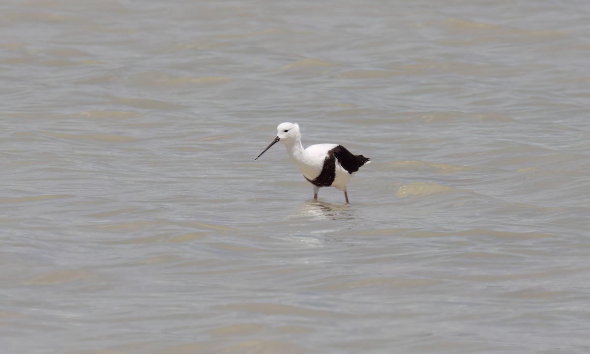 beltestylteløper - ML647094697