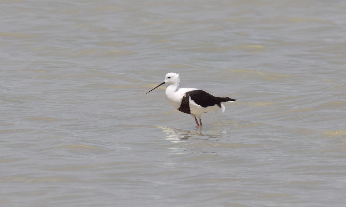 beltestylteløper - ML647094698