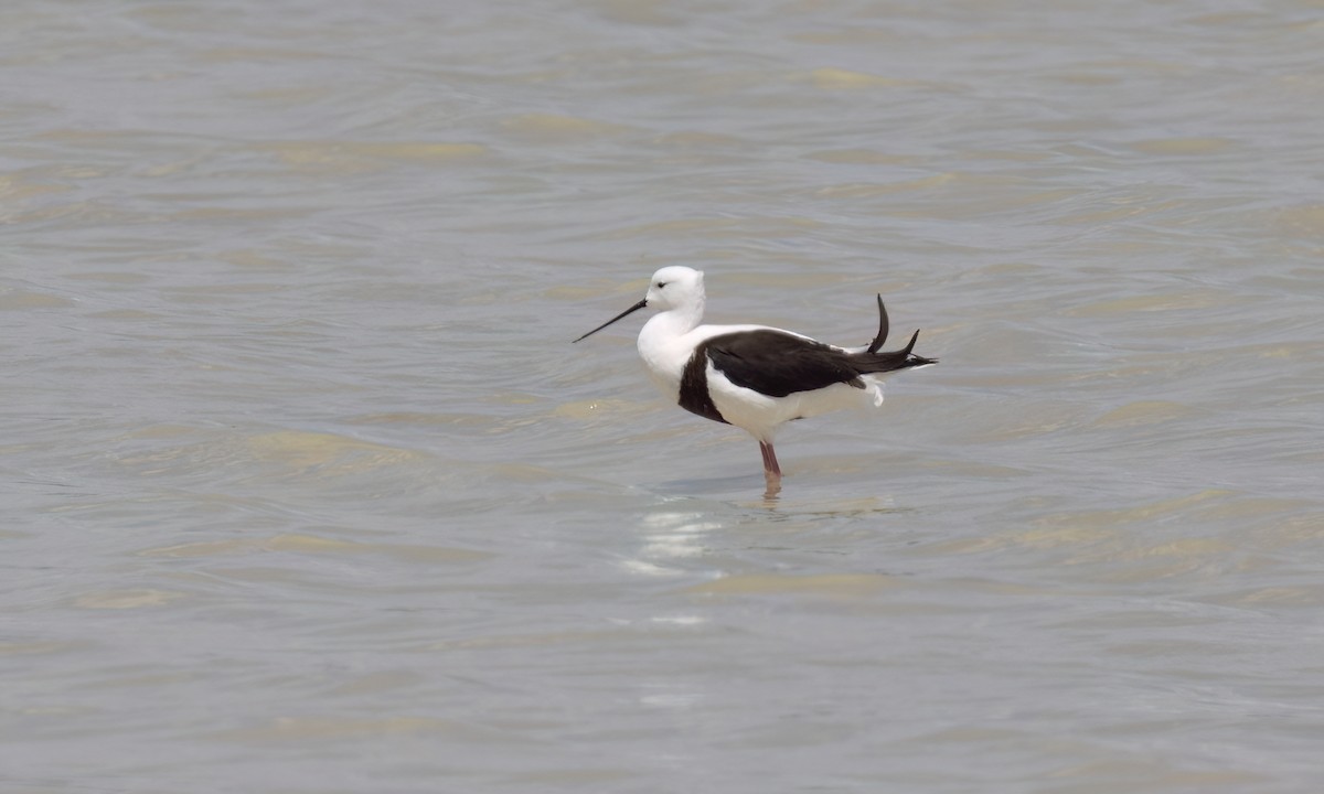 beltestylteløper - ML647094699