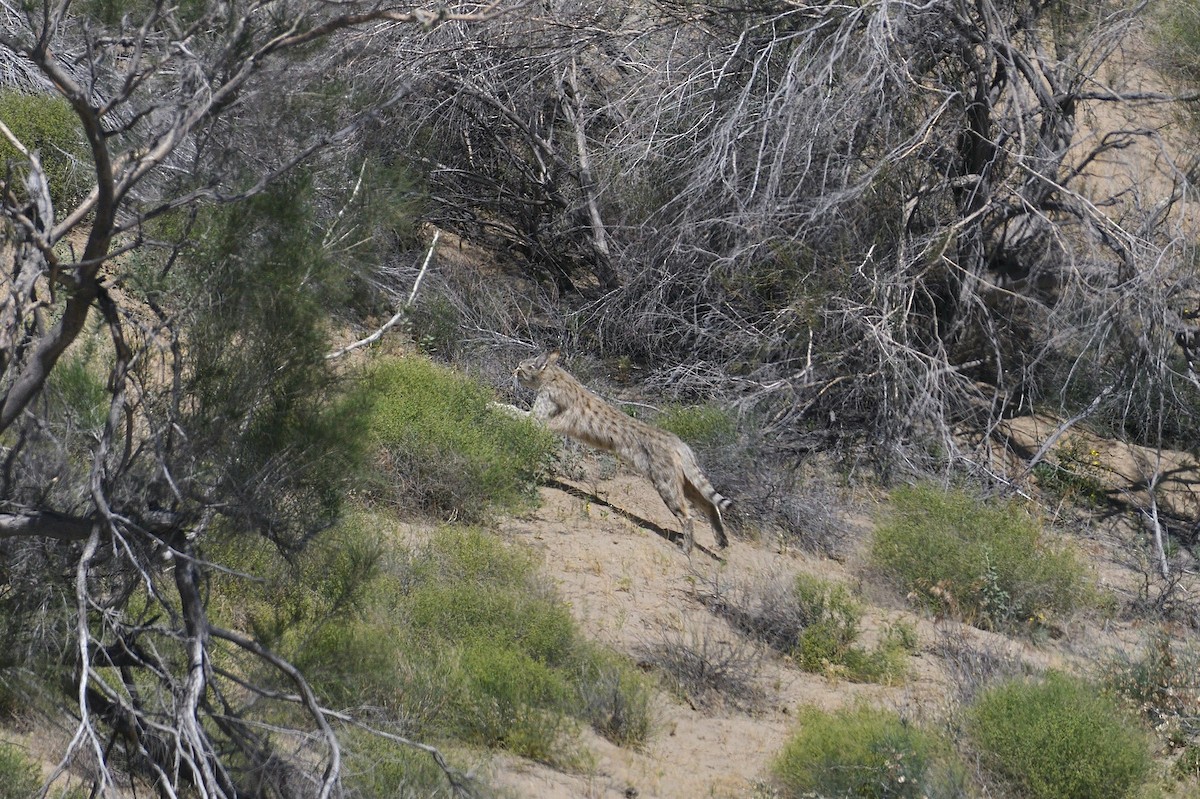 Animals - ML647094700