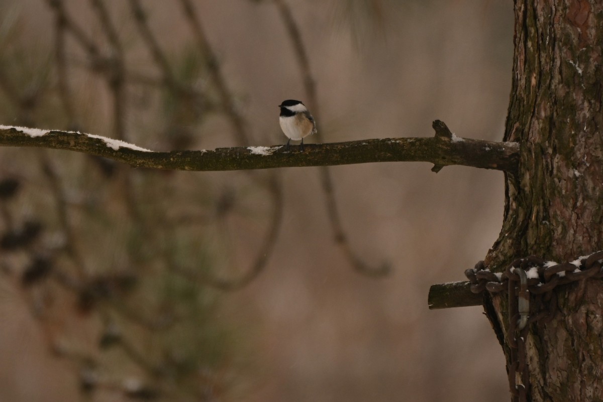 Black-capped Chickadee - ML647094723