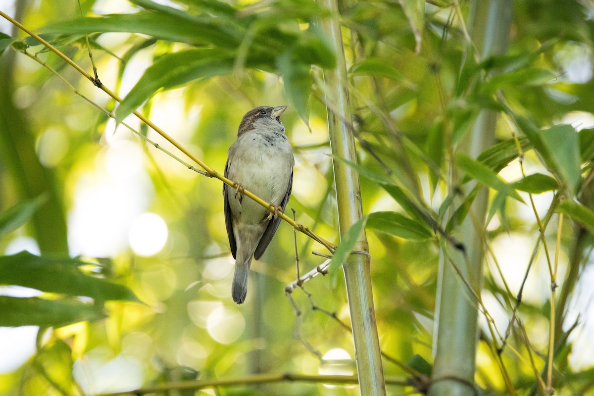 House Sparrow - ML647094724