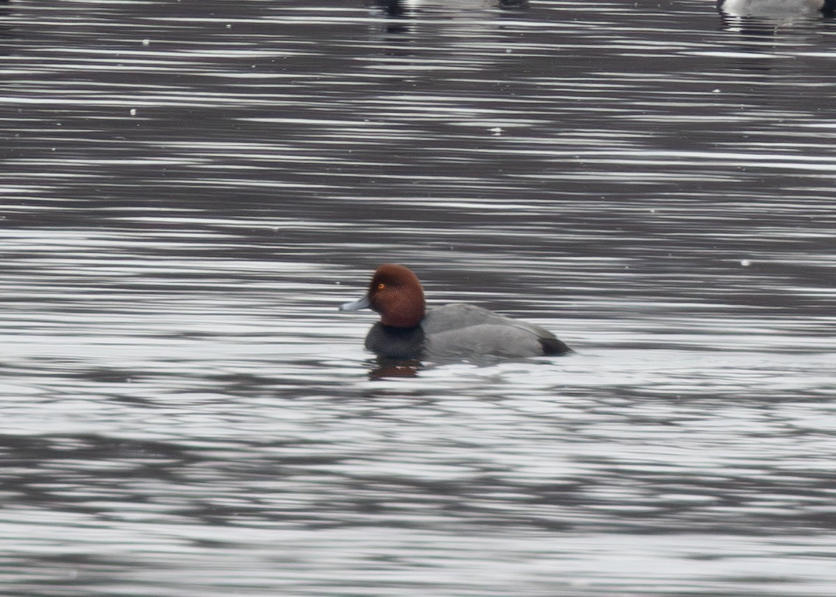 Redhead - ML647094734