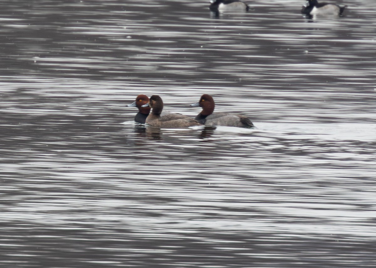 Redhead - ML647094735