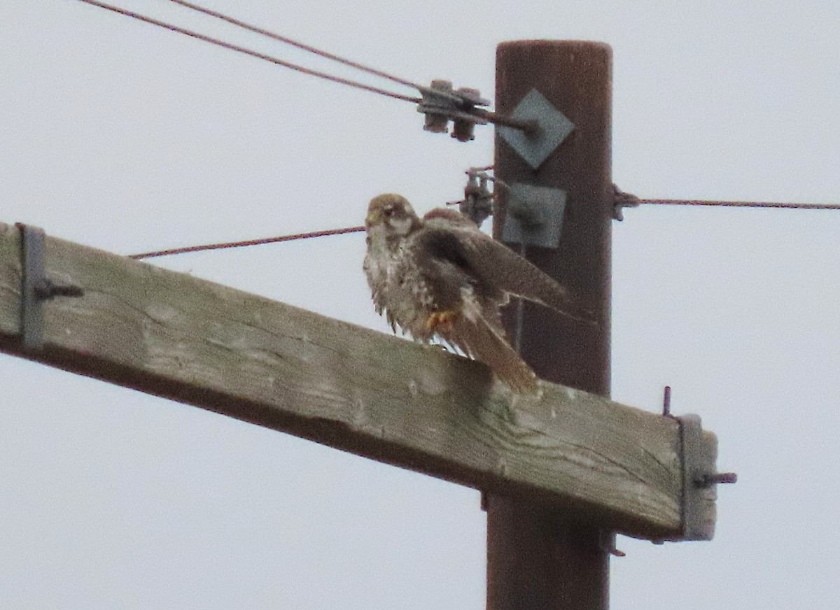 Prairie Falcon - ML647094744