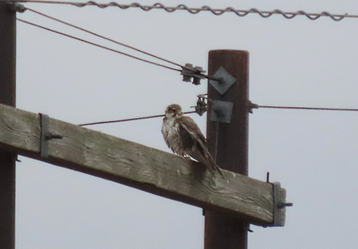 Prairie Falcon - ML647094745