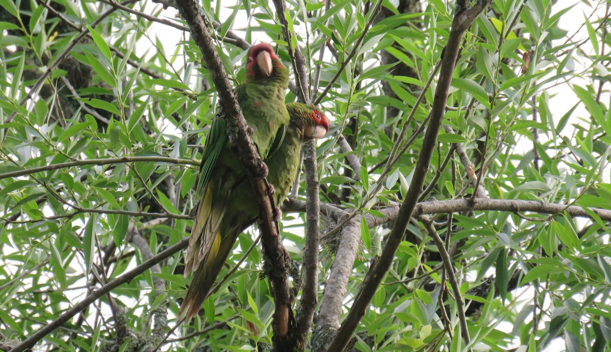 Mitred Parakeet - ML647094762