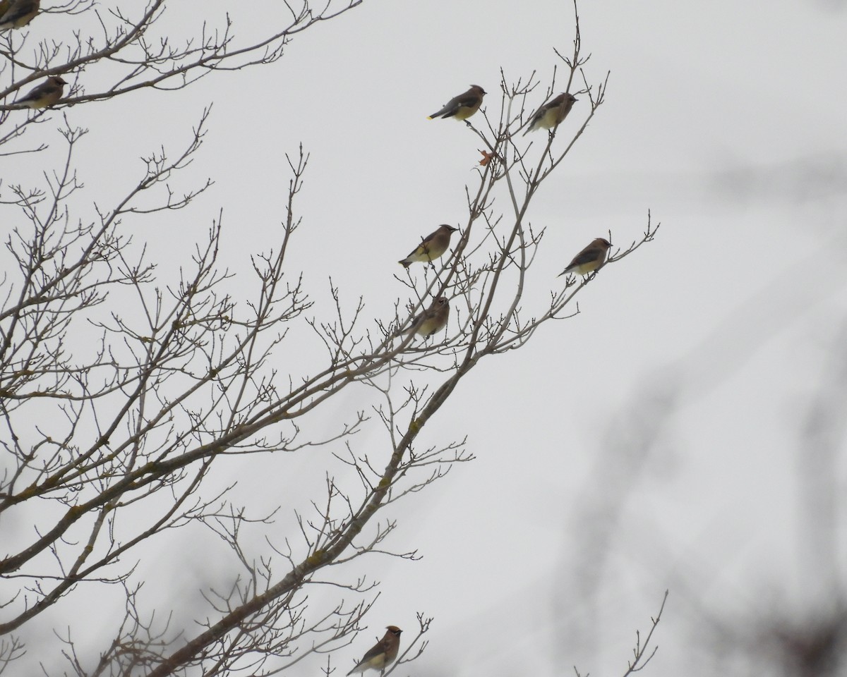 ヒメレンジャク - ML647094763