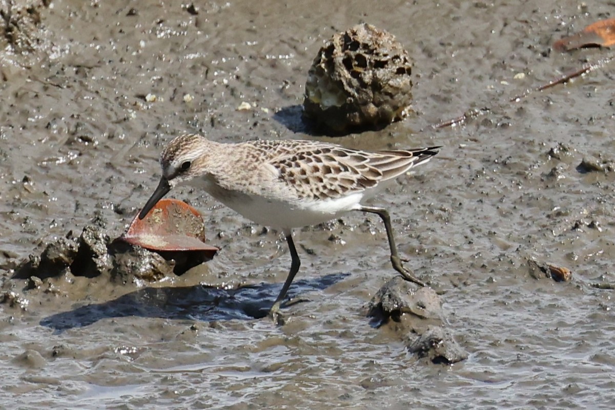 jespák srostloprstý - ML647094782