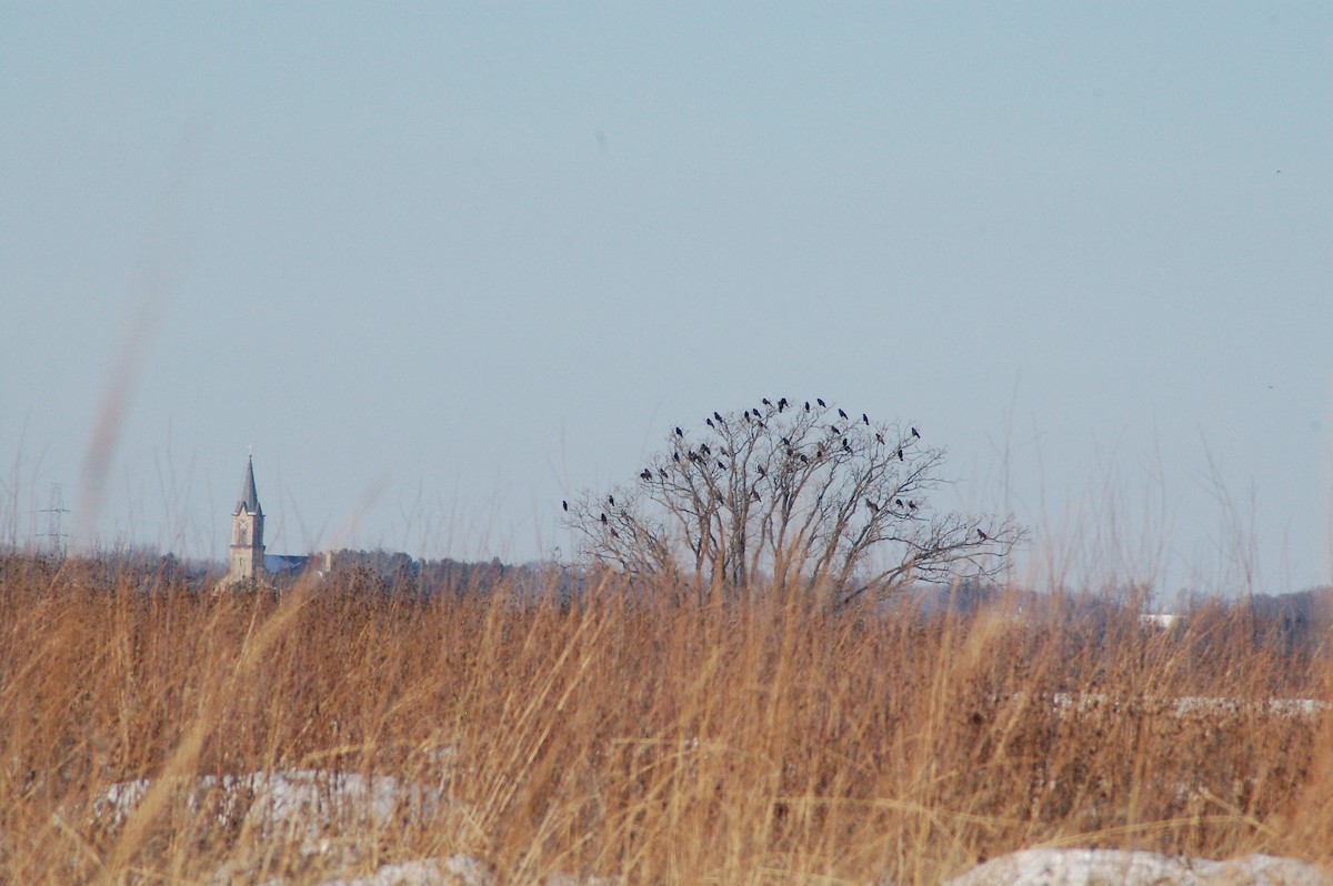 American Crow - ML647094783
