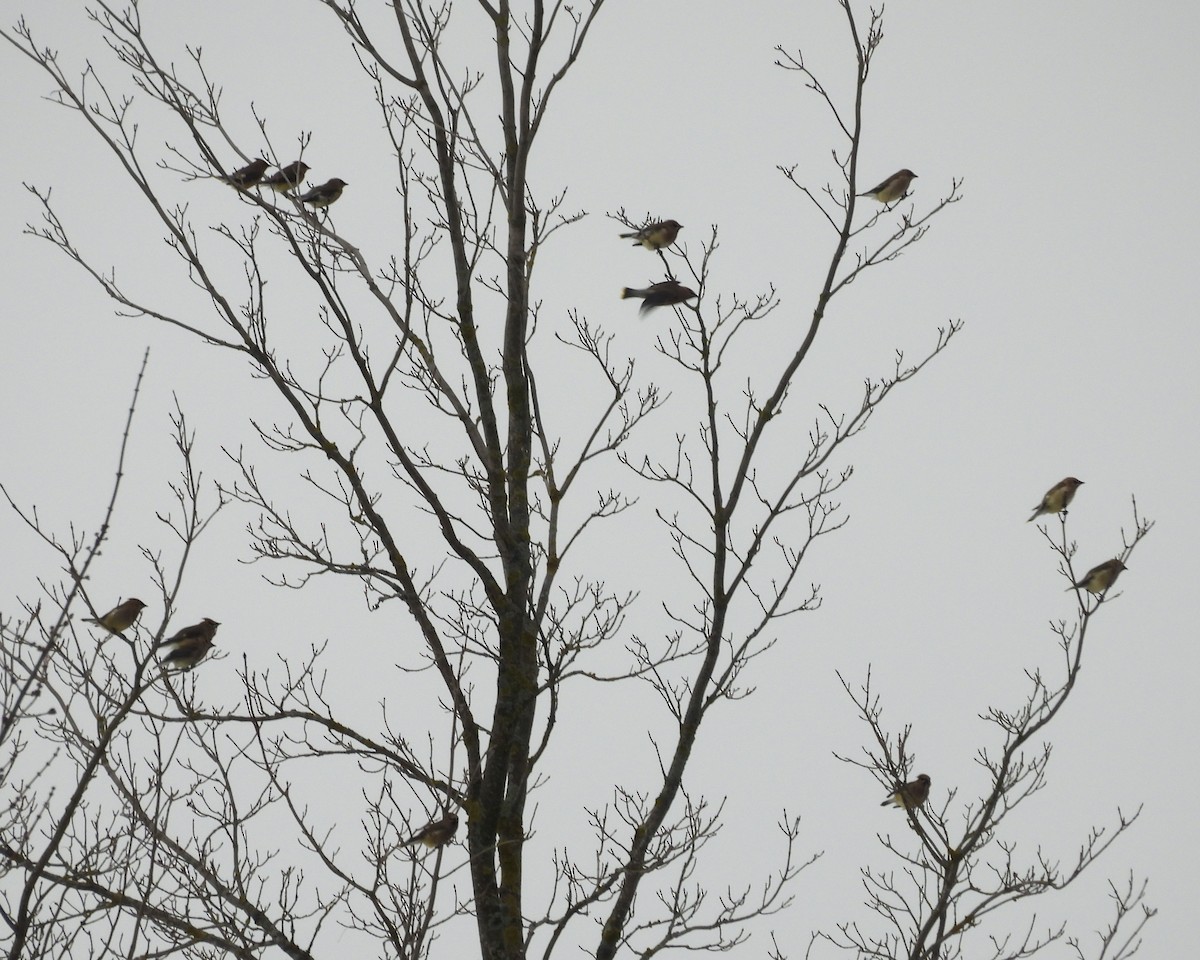 ヒメレンジャク - ML647094787