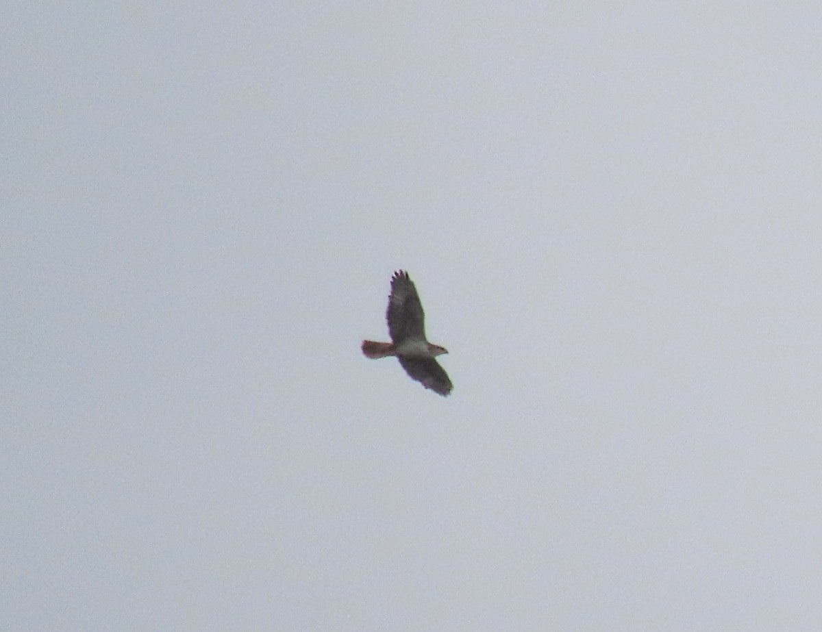 Ferruginous Hawk - ML647094798