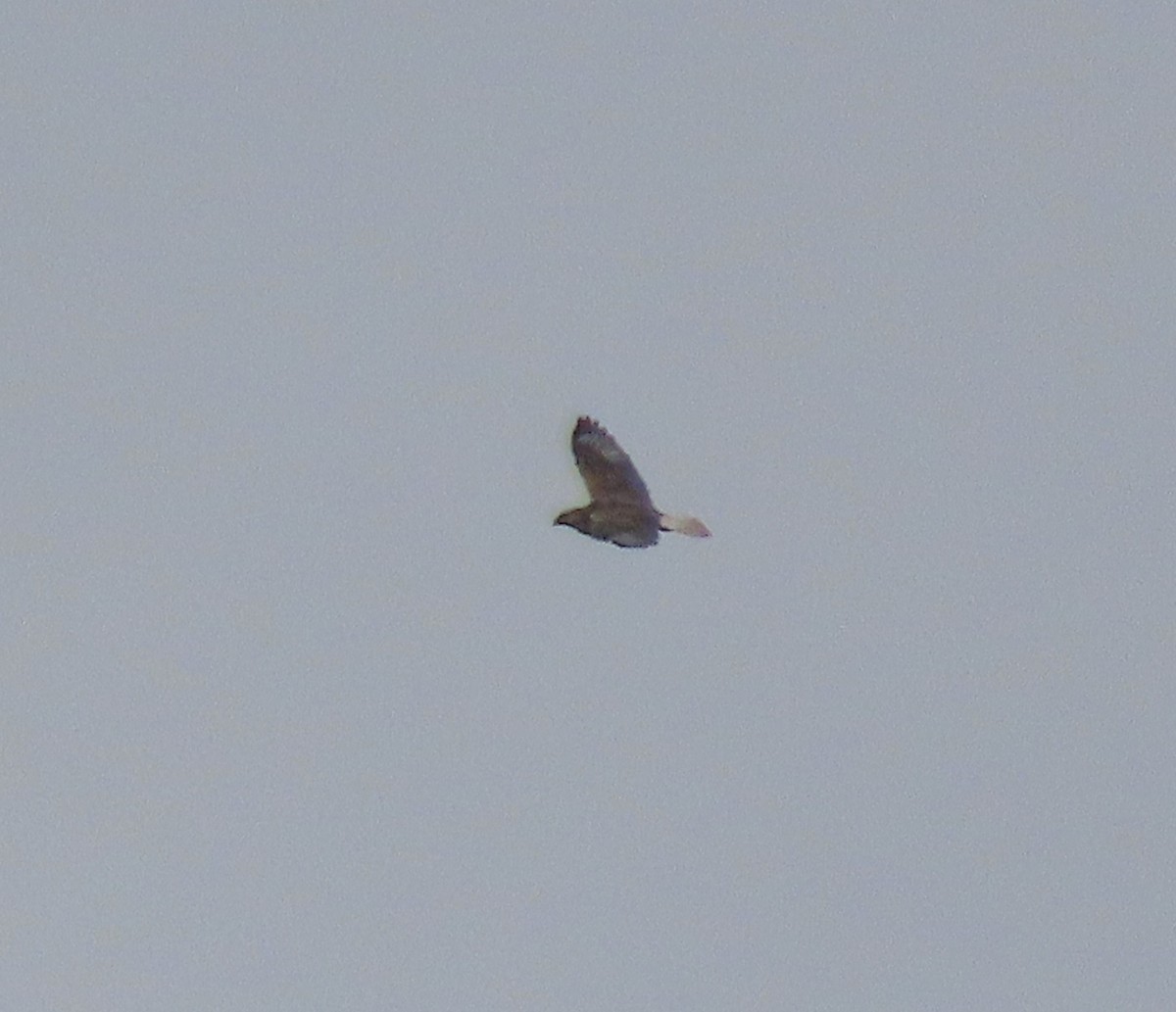 Ferruginous Hawk - ML647094799