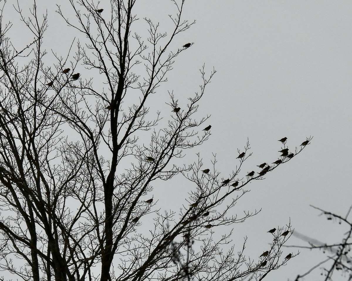 ヒメレンジャク - ML647094800