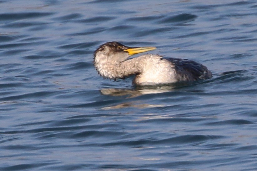 Somormujo Cuellirrojo - ML647094801