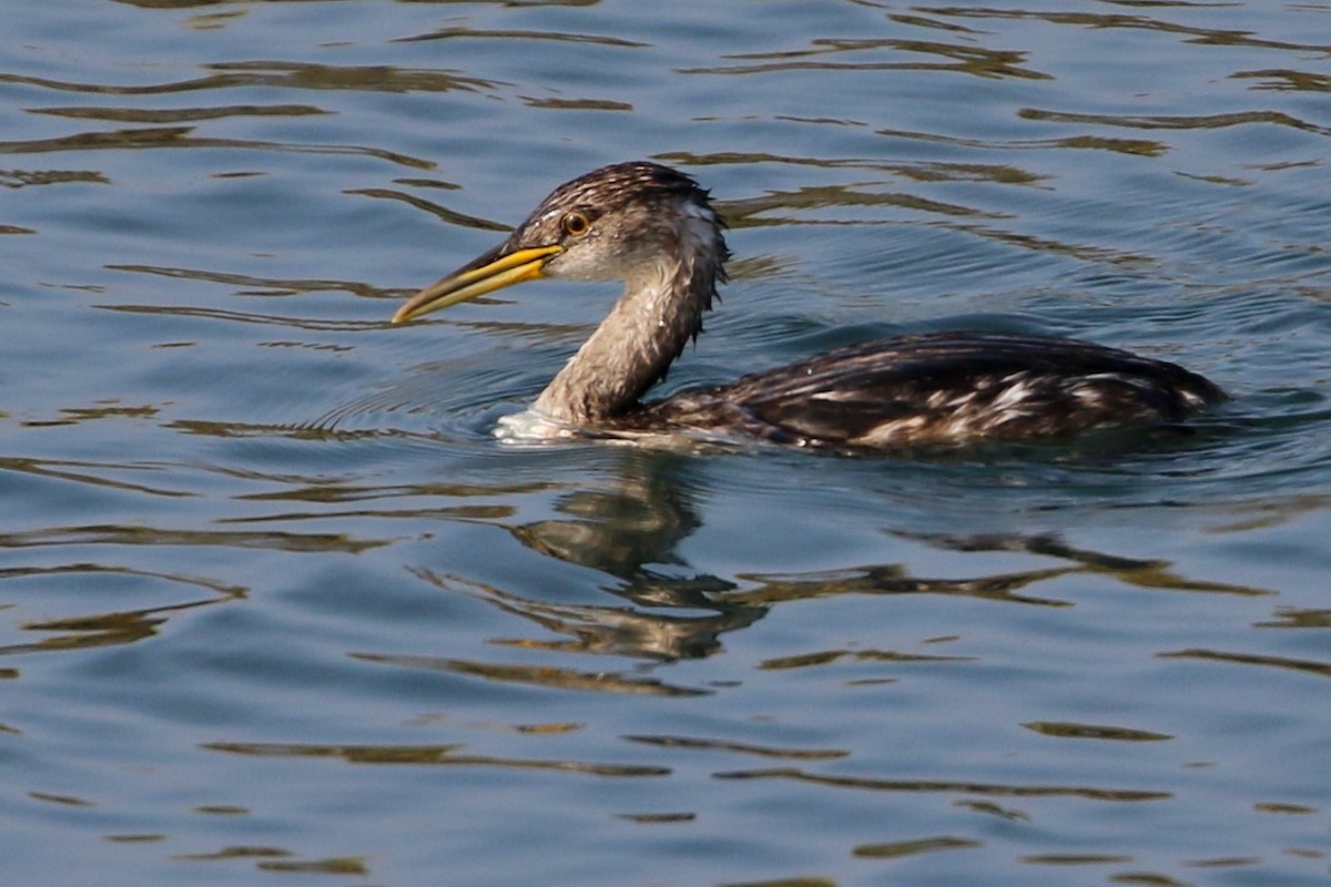 Somormujo Cuellirrojo - ML647094802
