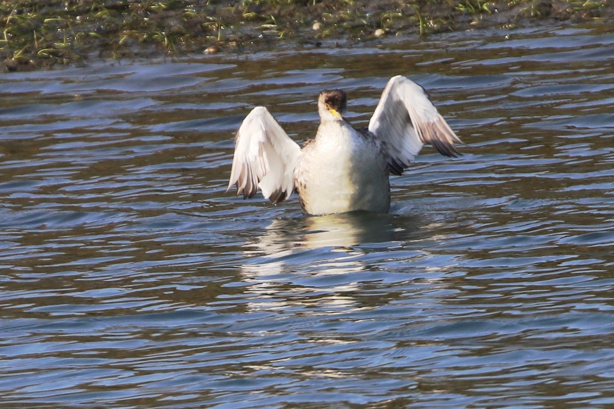Somormujo Cuellirrojo - ML647094806