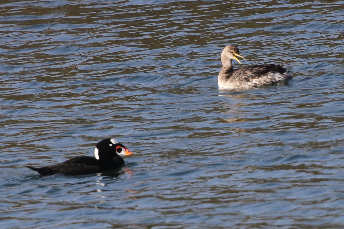 Somormujo Cuellirrojo - ML647094807