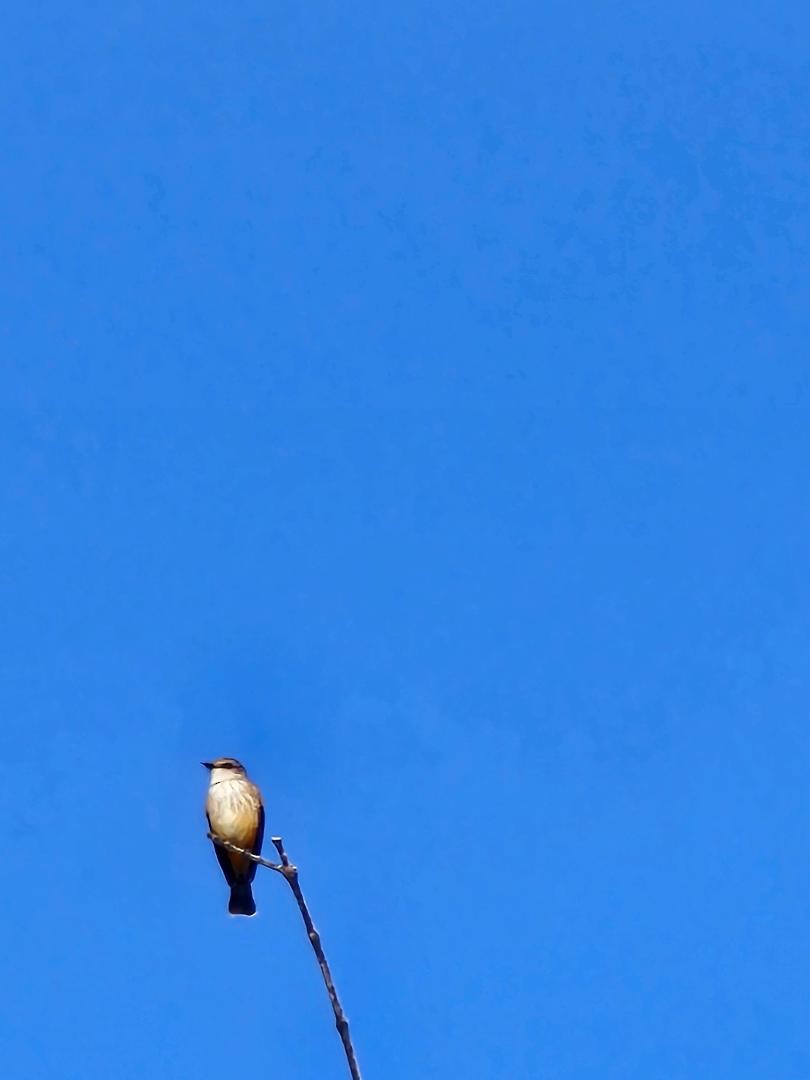 Vermilion Flycatcher - ML647094841