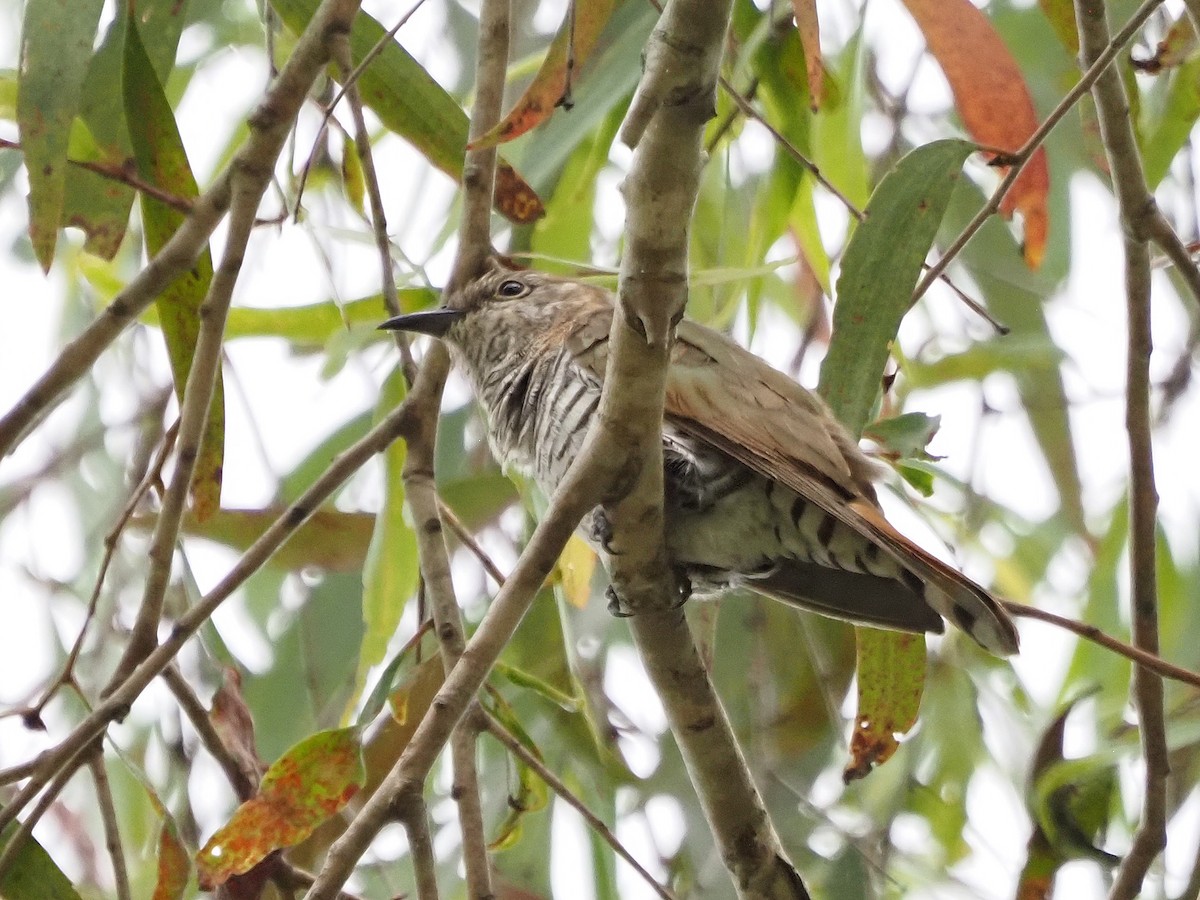 Little Bronze-Cuckoo - ML647094849