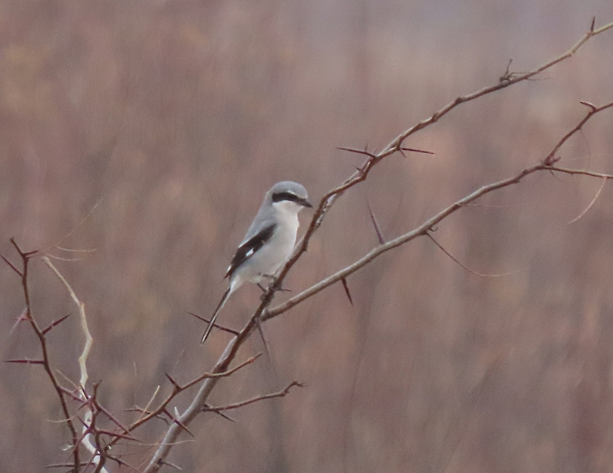 Loggerhead Shrike - ML647094854