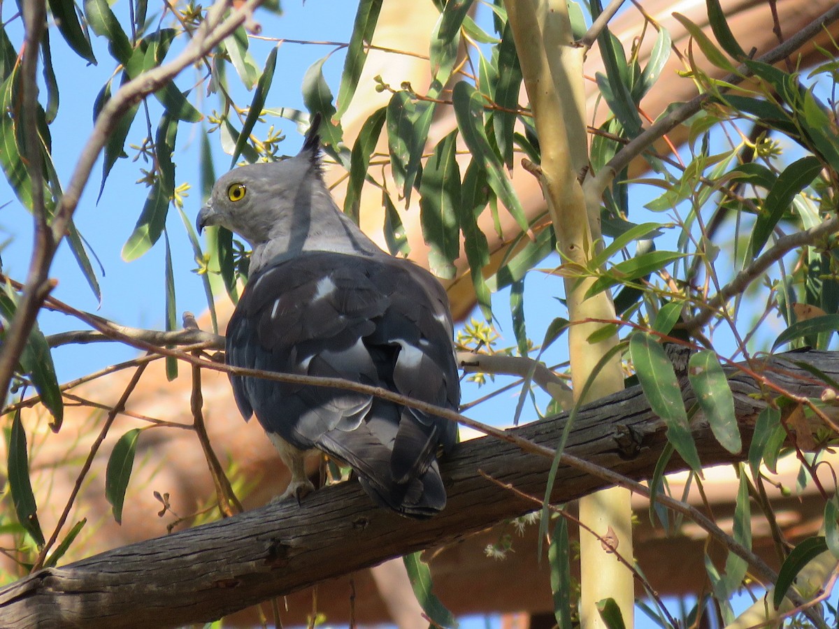 Pacific Baza - ML647094872