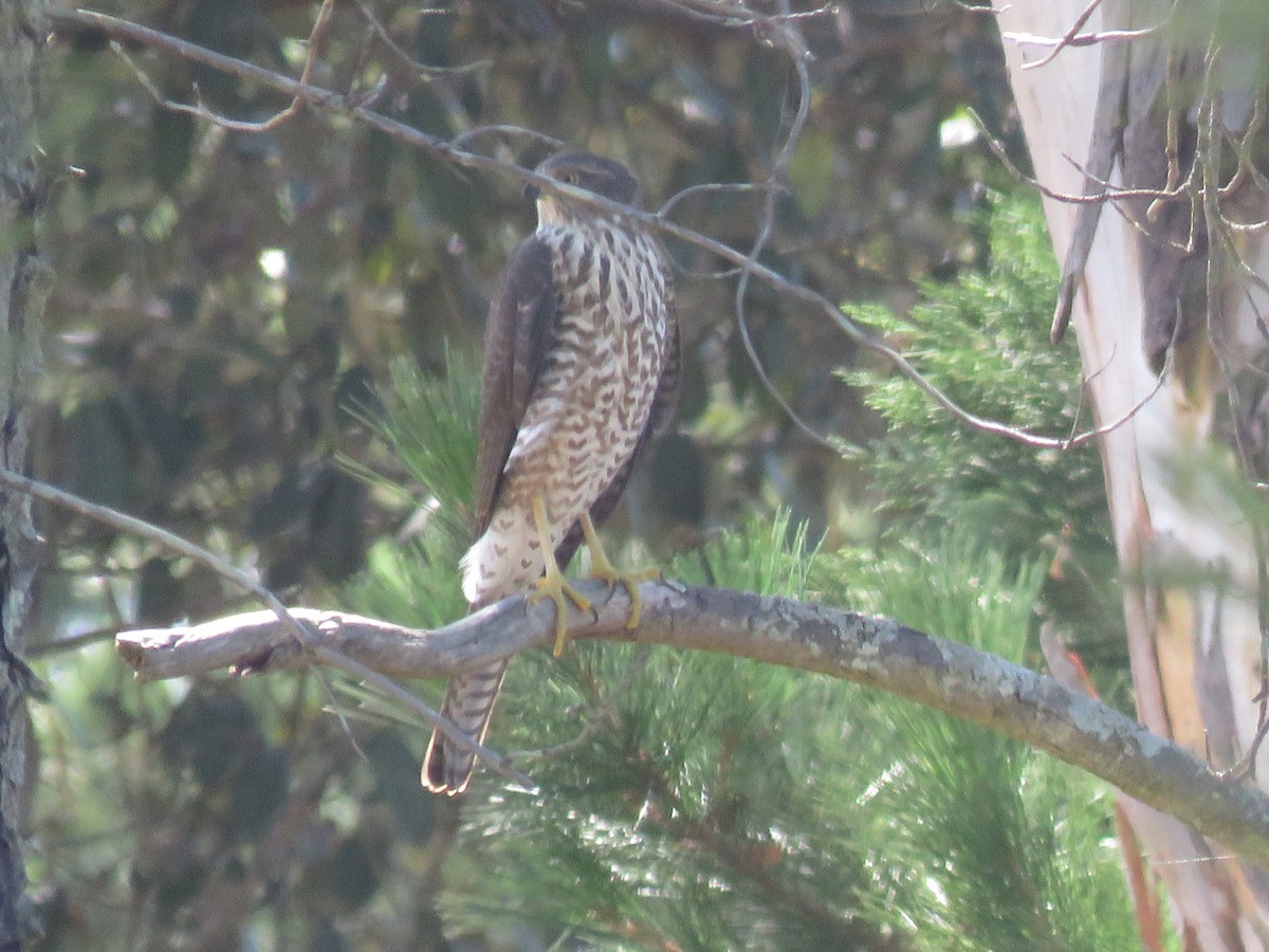 Collared Sparrowhawk - ML647094874