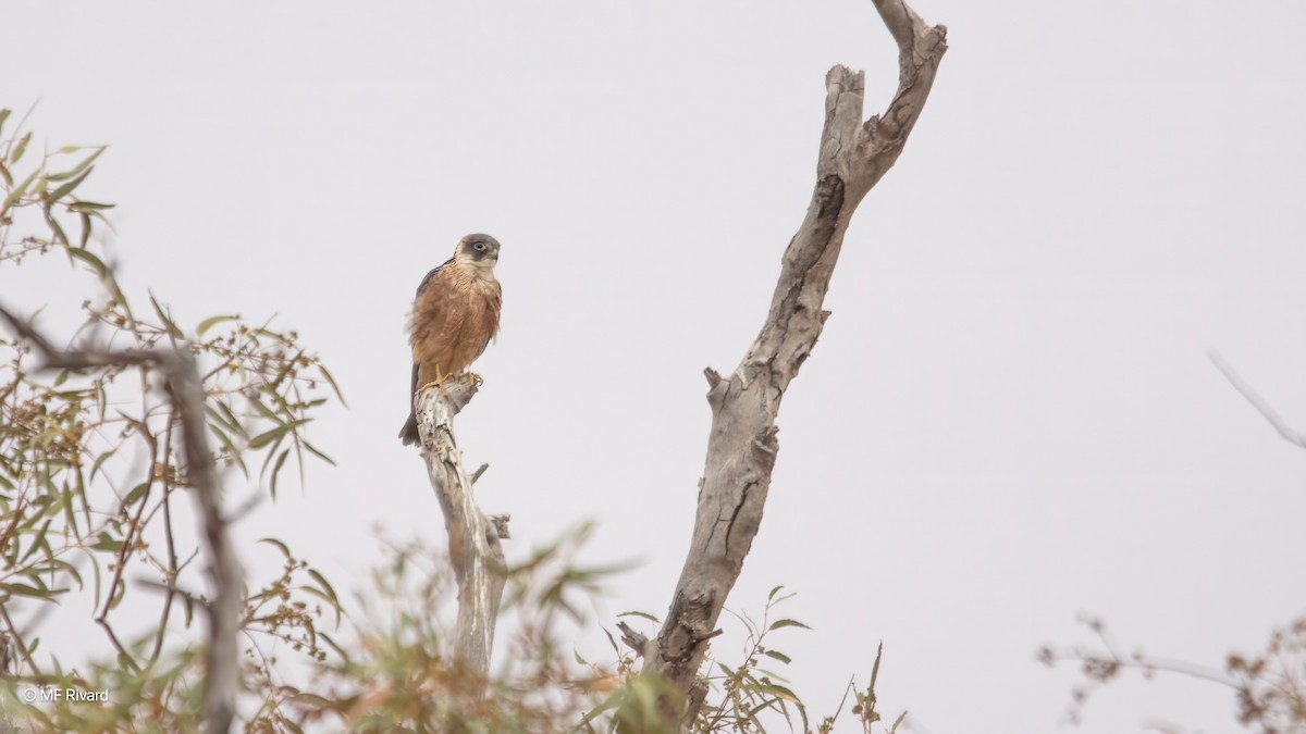 Australian Hobby - ML647094891