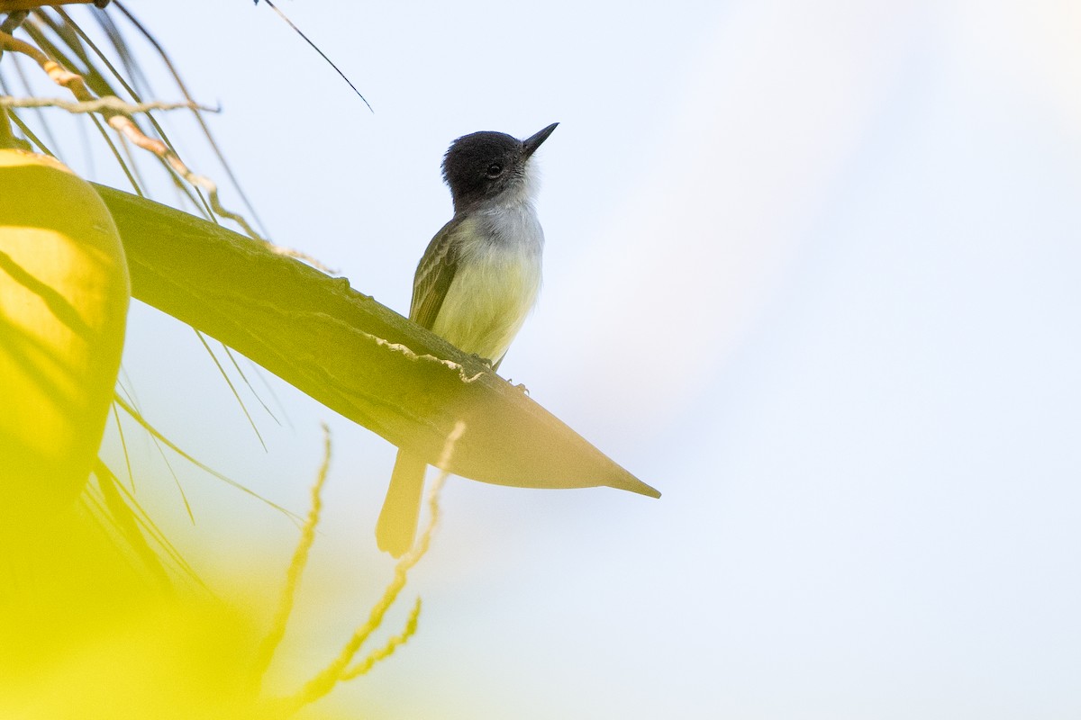 Hispanyola Sinekkapanı - ML647094898