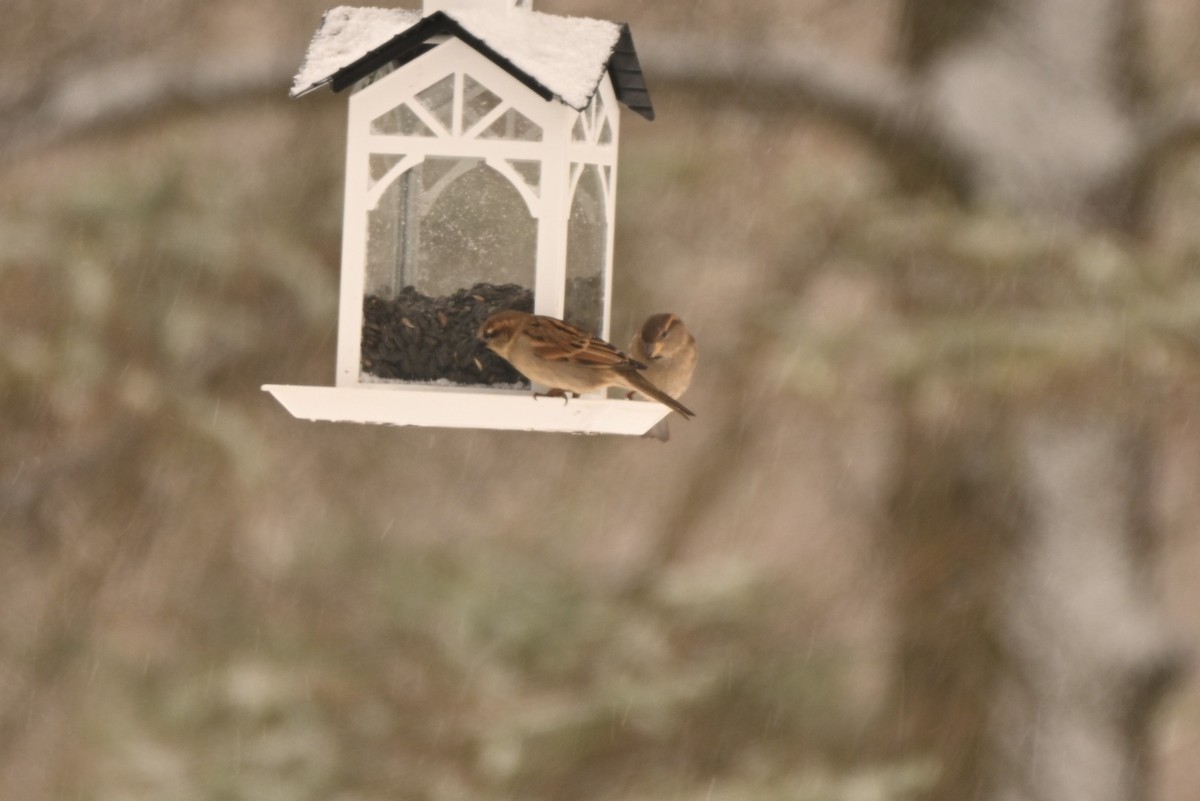 Gorrión Común - ML647094900