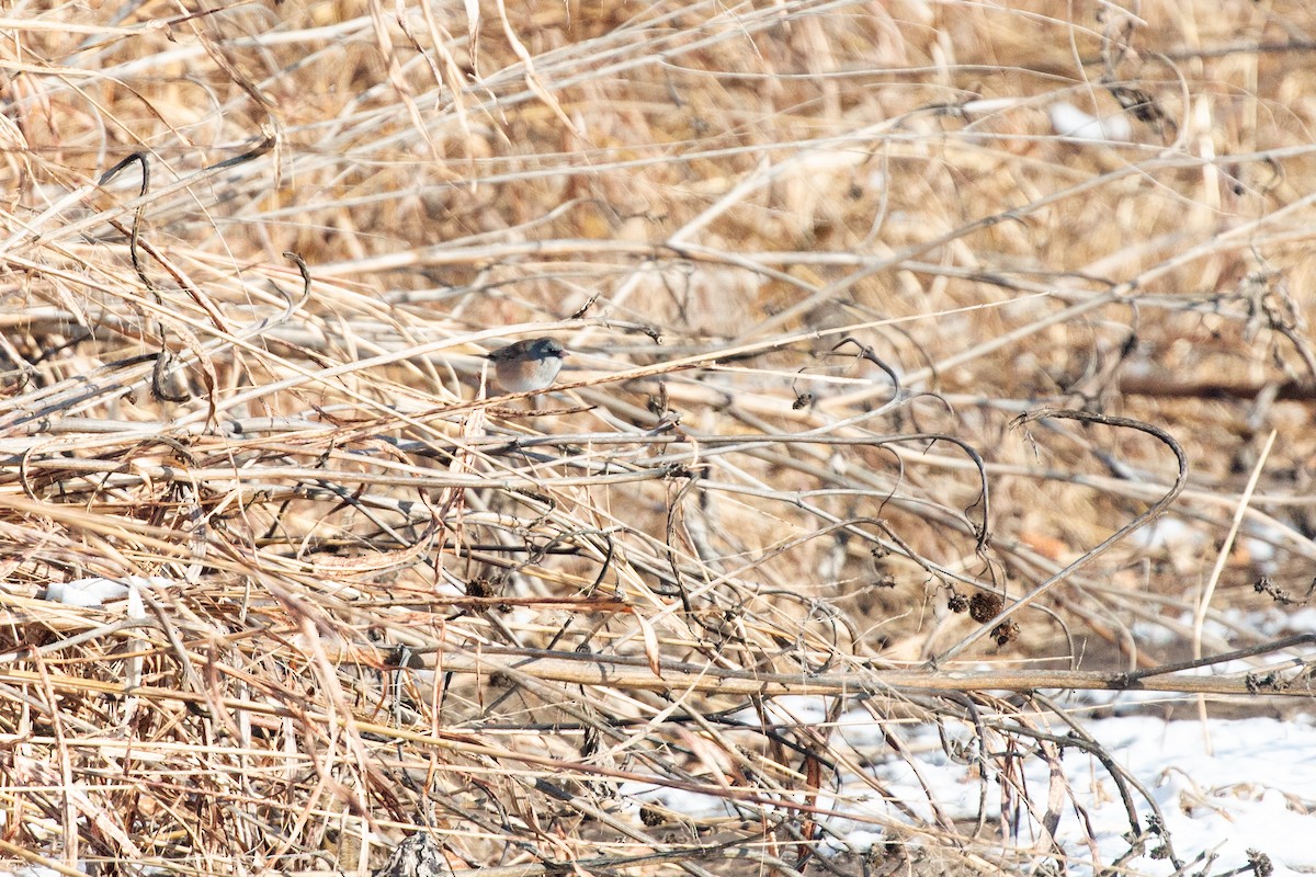 Dark-eyed Junco (Pink-sided) - ML647094902