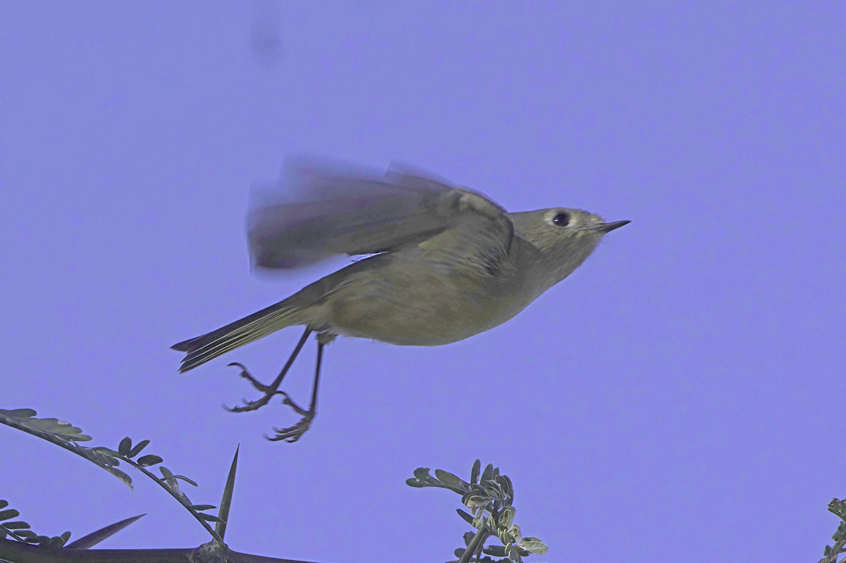 králíček americký - ML647094904